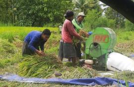 Meskipun Puasa, Petani Grogol Mulai Panen Padi MH1